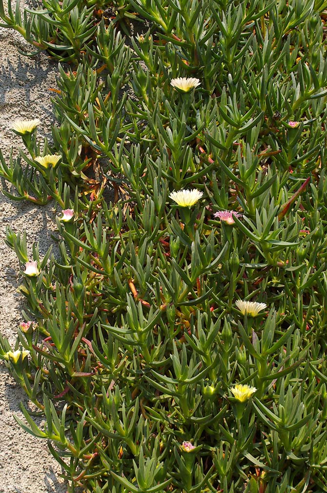Carpobrotus edulis / Fico degli Ottentotti edule